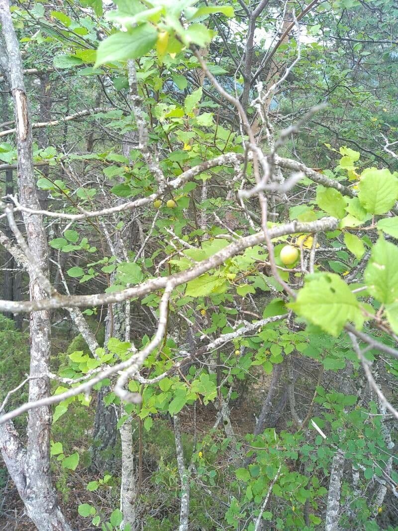 Briançon apricot 18