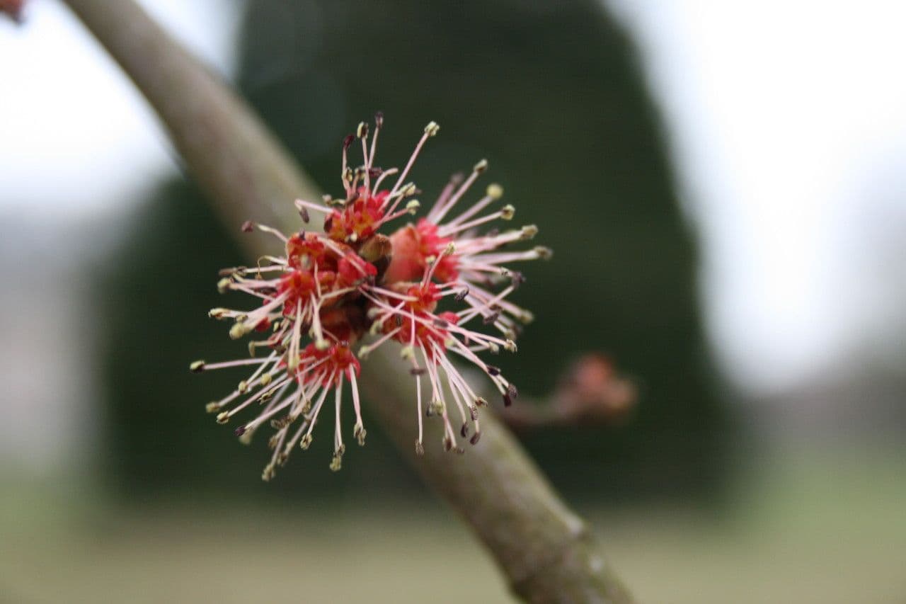 Red maple 6