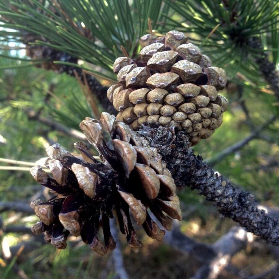 Northern pitch pine 3