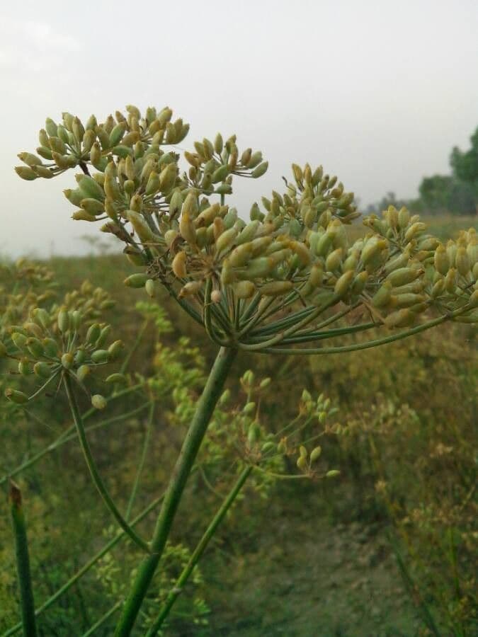 Fennel 5