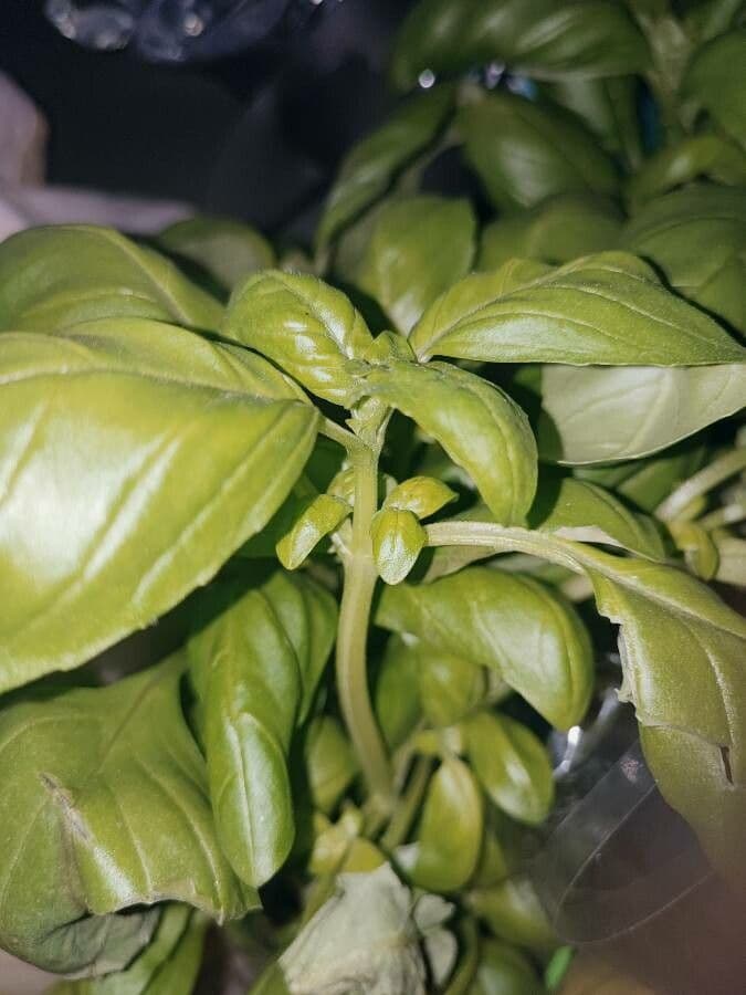 Basil 24