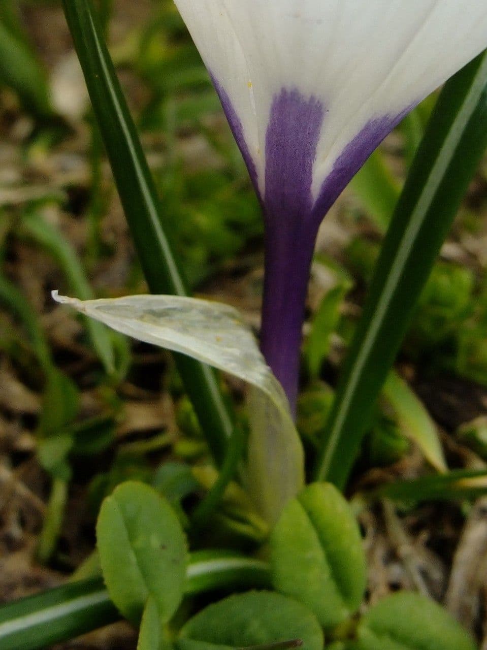 Spring crocus 24