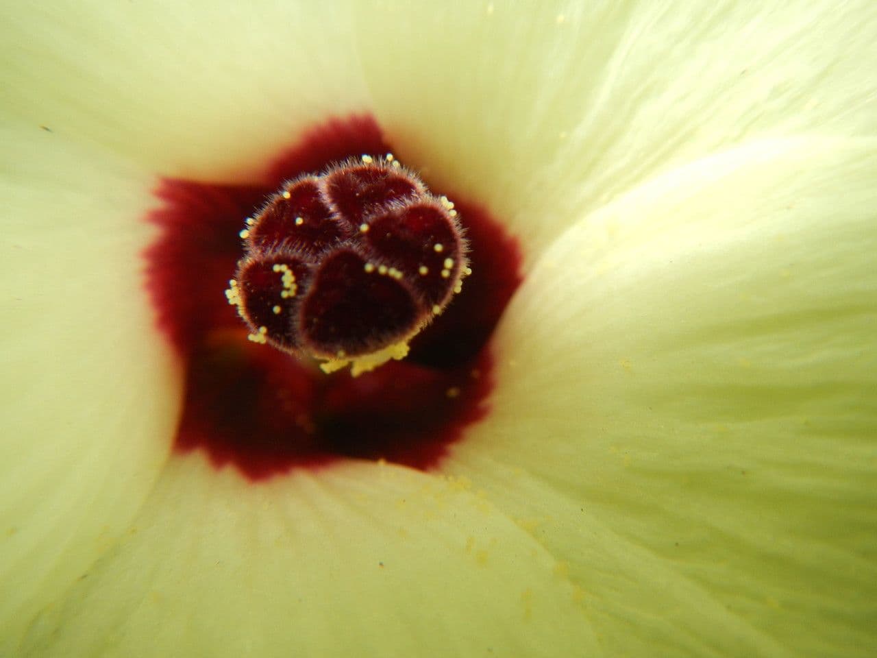 Okra 30