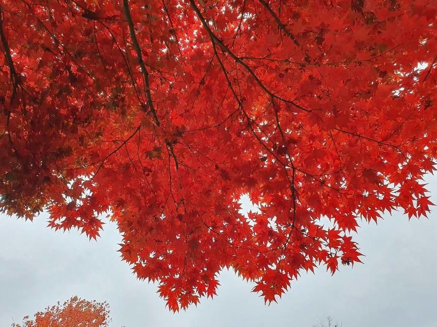 Red maple 9