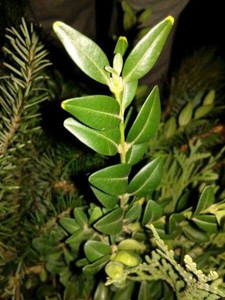 Caucasian boxwood 30