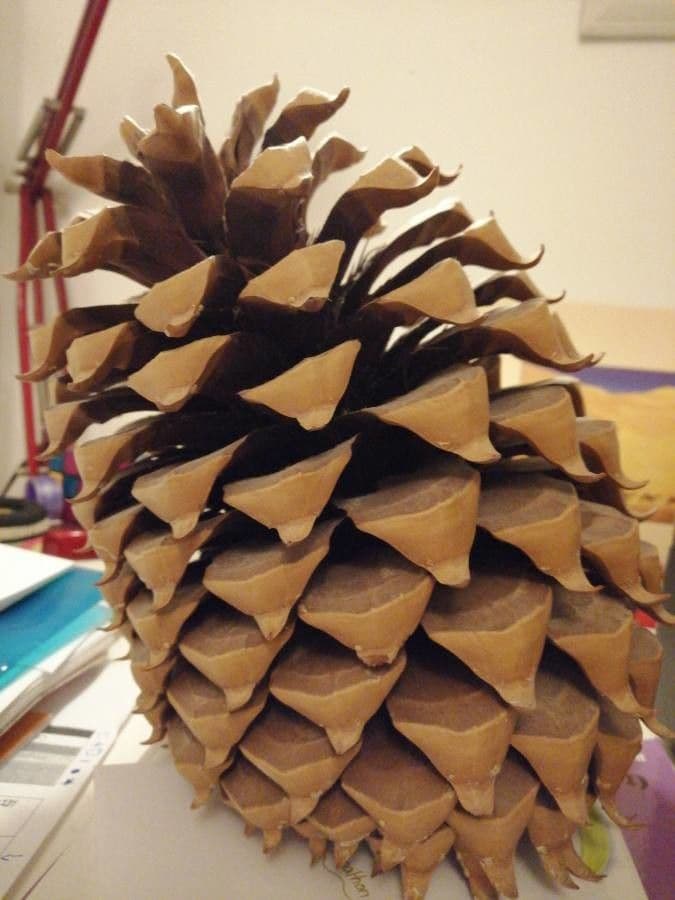 Bigcone pine 2