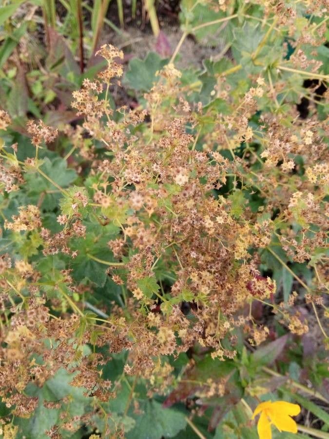 Garden lady's-mantle 4