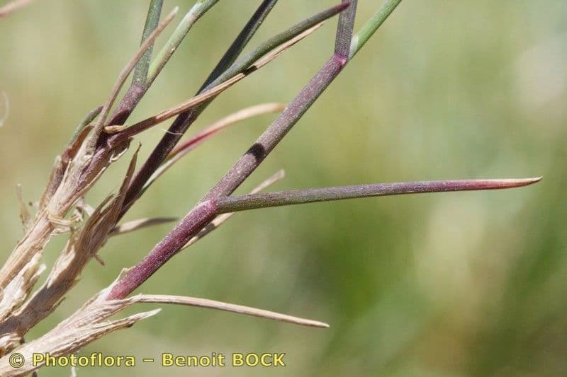 Glaucous Meadow-grass 3