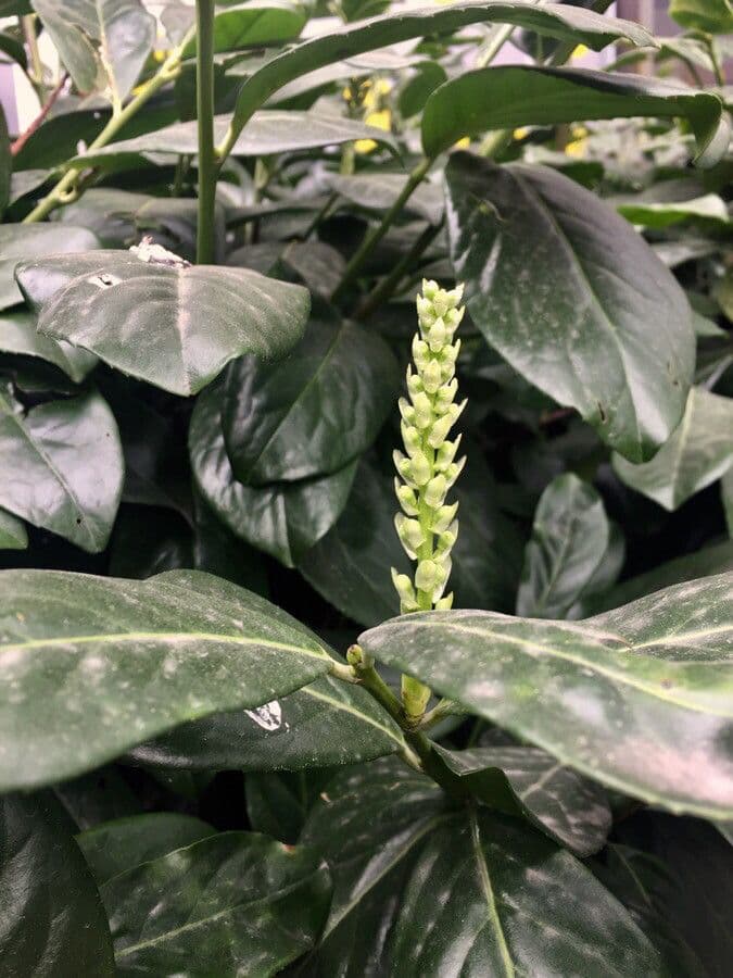 Cherry-laurel 29