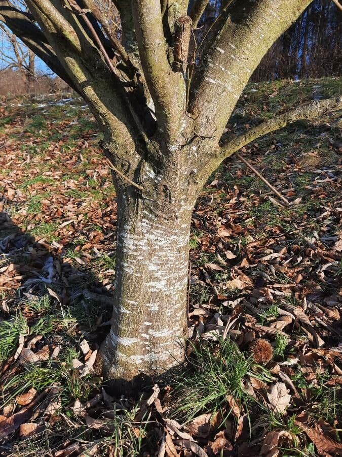 European chestnut 22