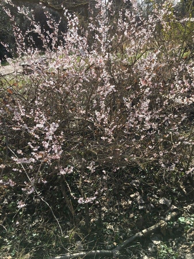 White-forsythia 9