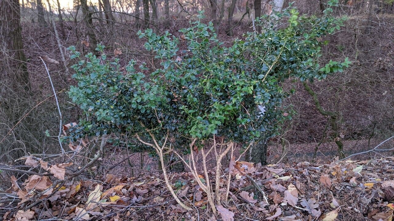 Caucasian boxwood 15