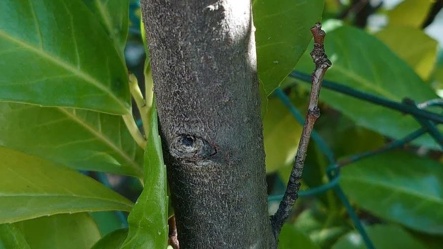 Cherry-laurel 25