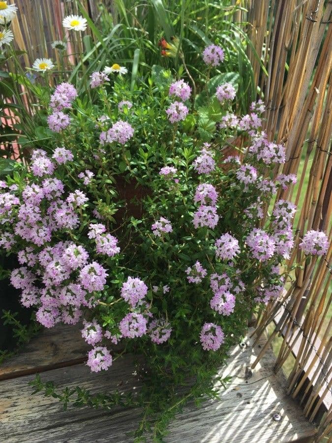 Long-stemmed thyme 10