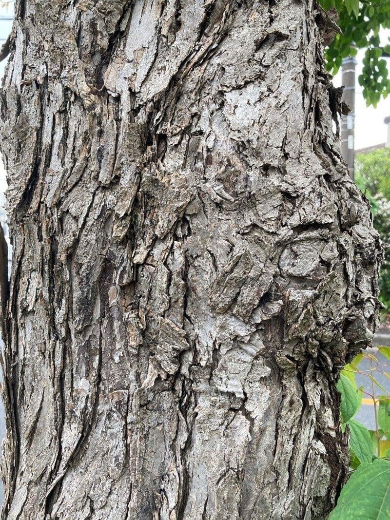 Katsura tree 21