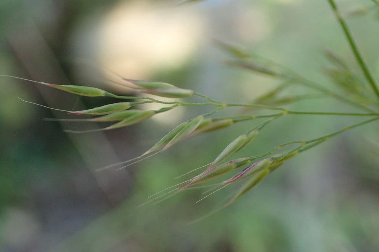 Needle grass 8