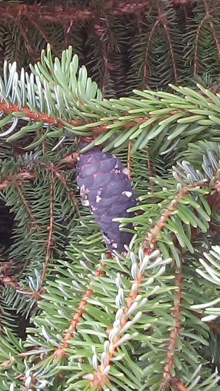 Serbian spruce 2