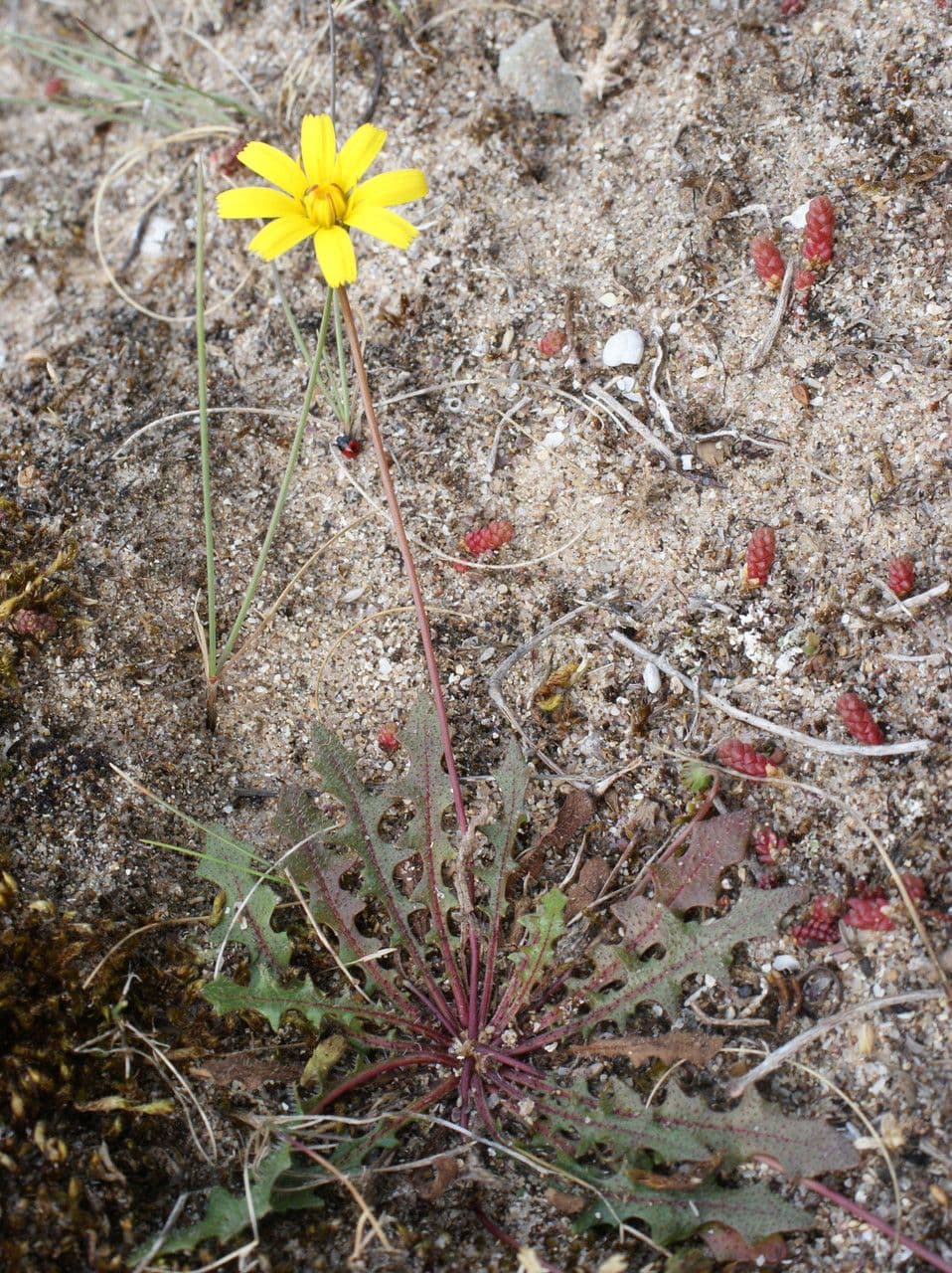 Hairy hawkbit 9