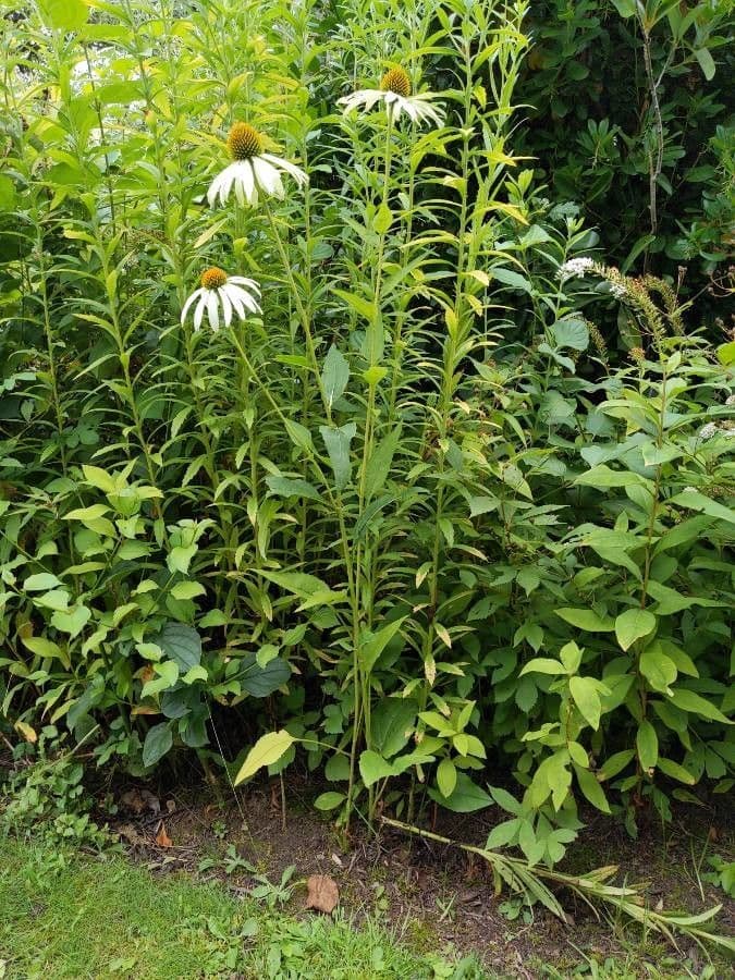 Pale echinacea 9