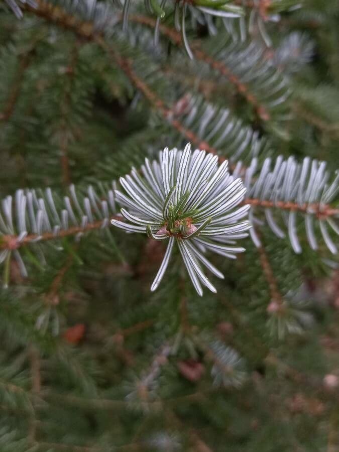 Serbian spruce 19