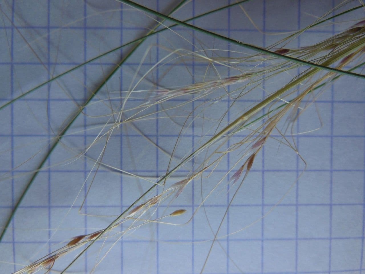 Dwarf feather grass 11