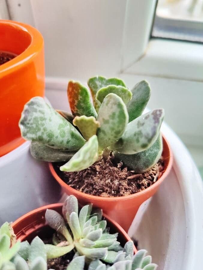 Adromischus 5