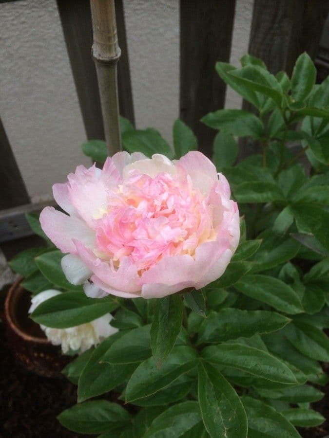 Common garden peony 10
