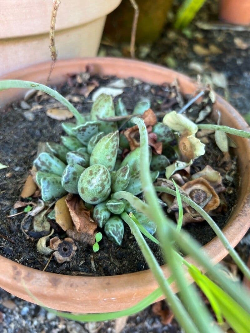 Adromischus 3