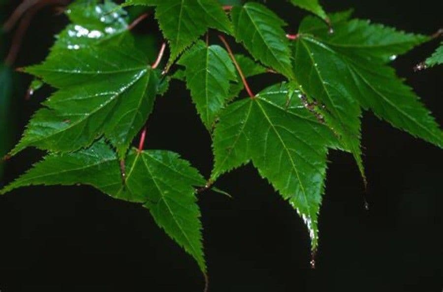 Maple 6