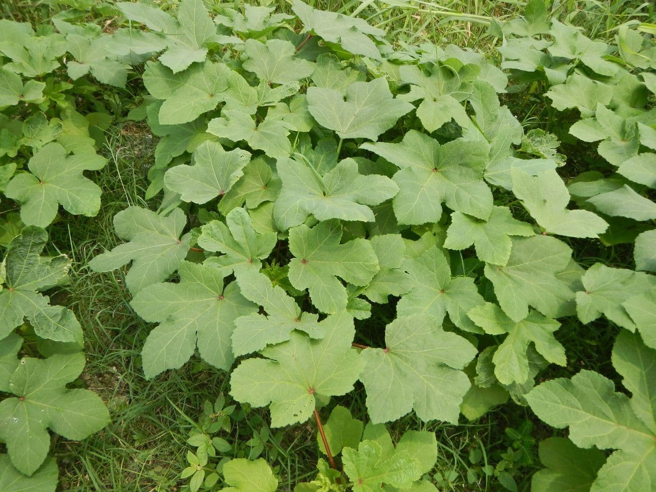 Okra 16