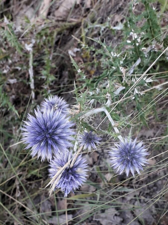 Globe thistle 8