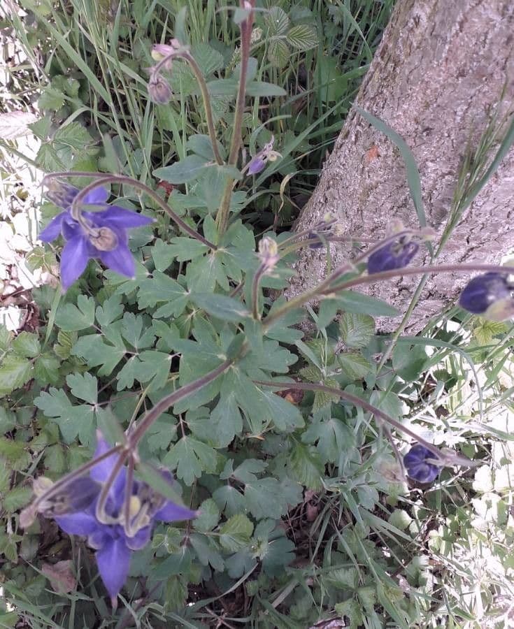 European columbine 12