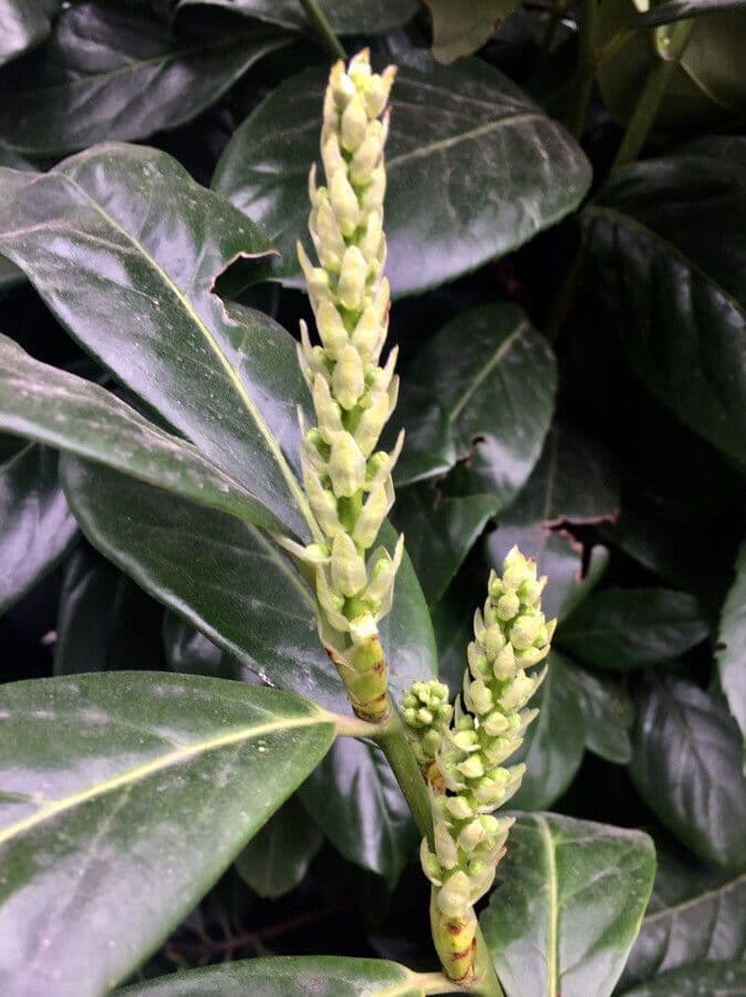 Cherry-laurel 28