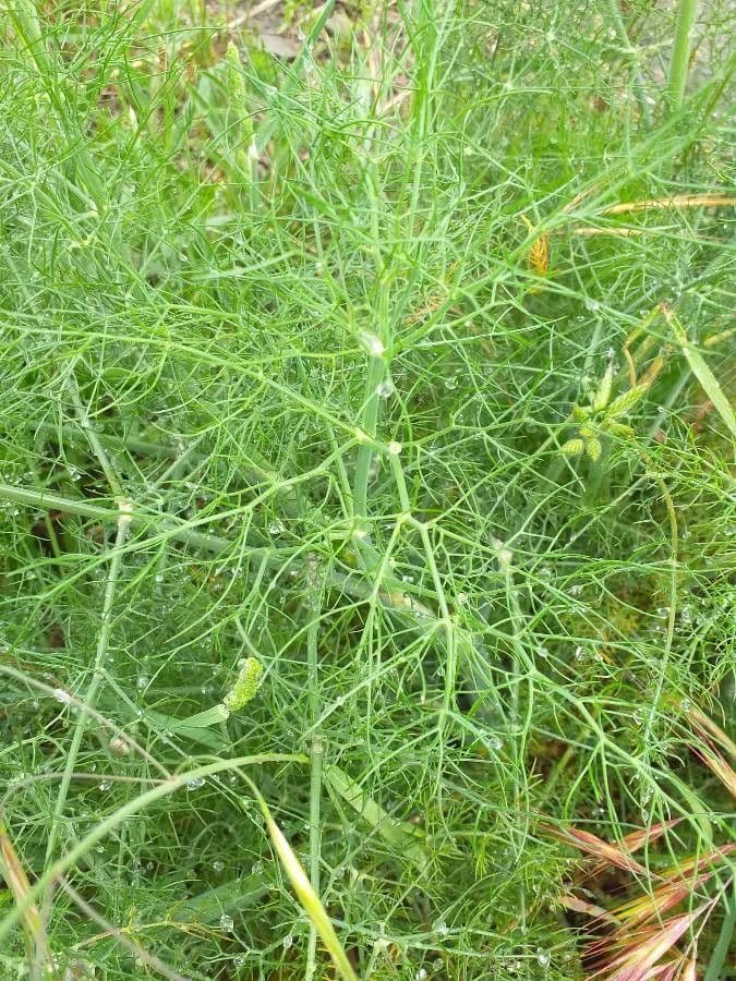 Fennel 20