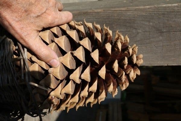 Bigcone pine 5