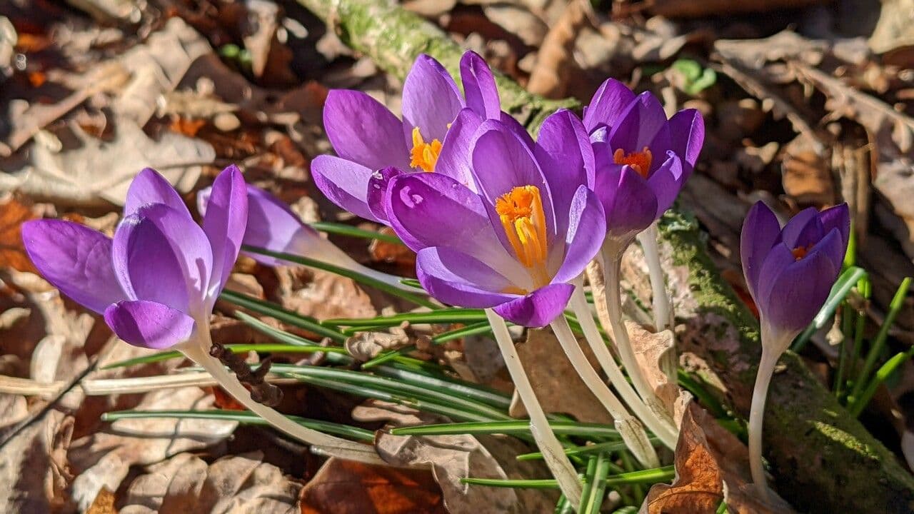 Early crocus 17