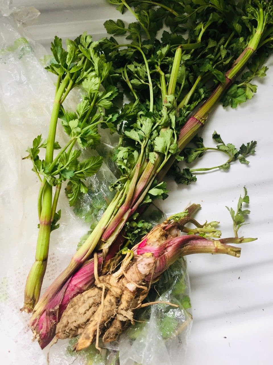 Celery 12