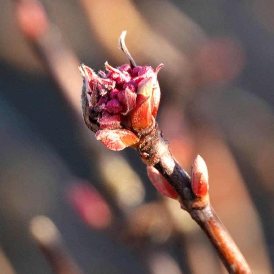 Red maple 7
