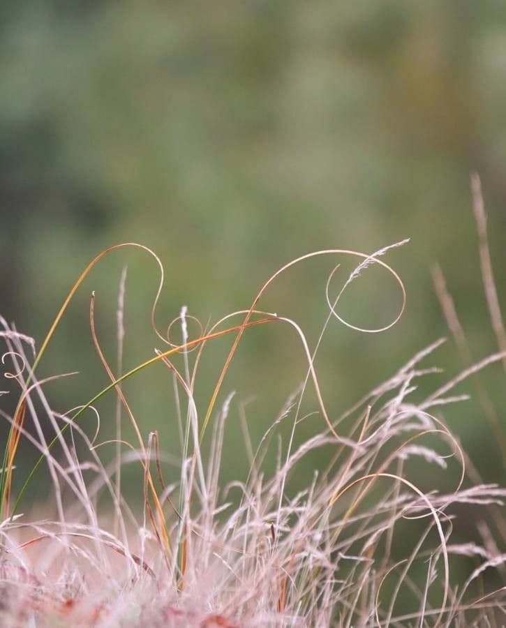 Dwarf feather grass 18