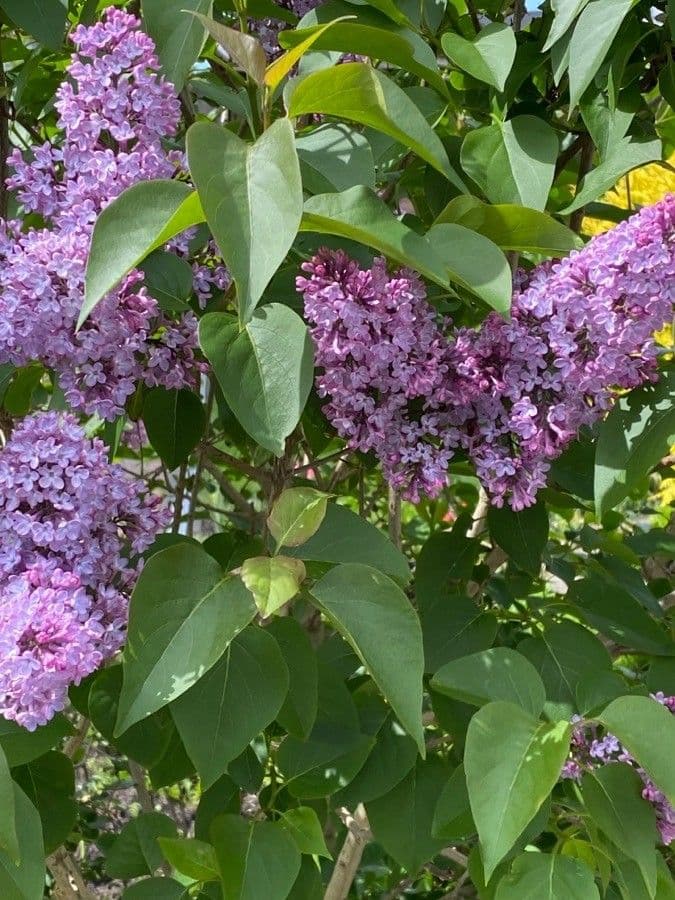 Common lilac 29
