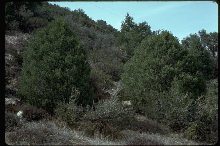 Parry pinyon 7