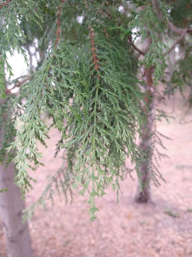 Chilean cedar 15