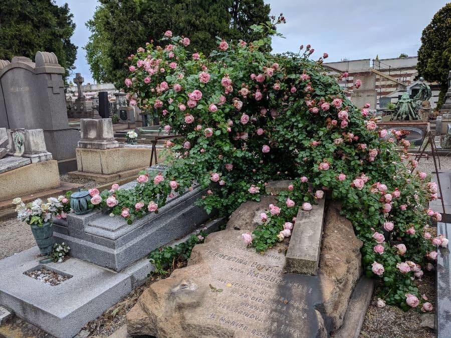 Bengal rose 14