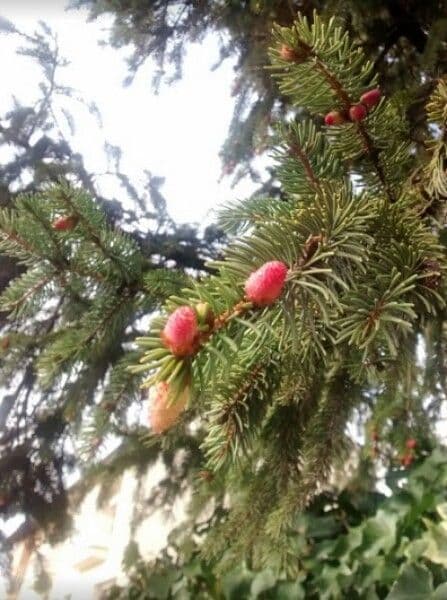 Christmastree 19