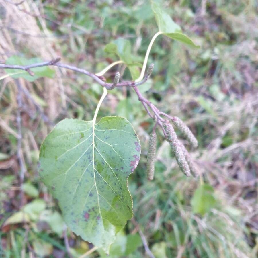 Italian alder 16
