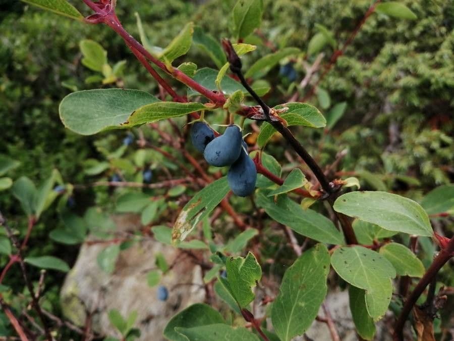 Blue honeysuckle 9