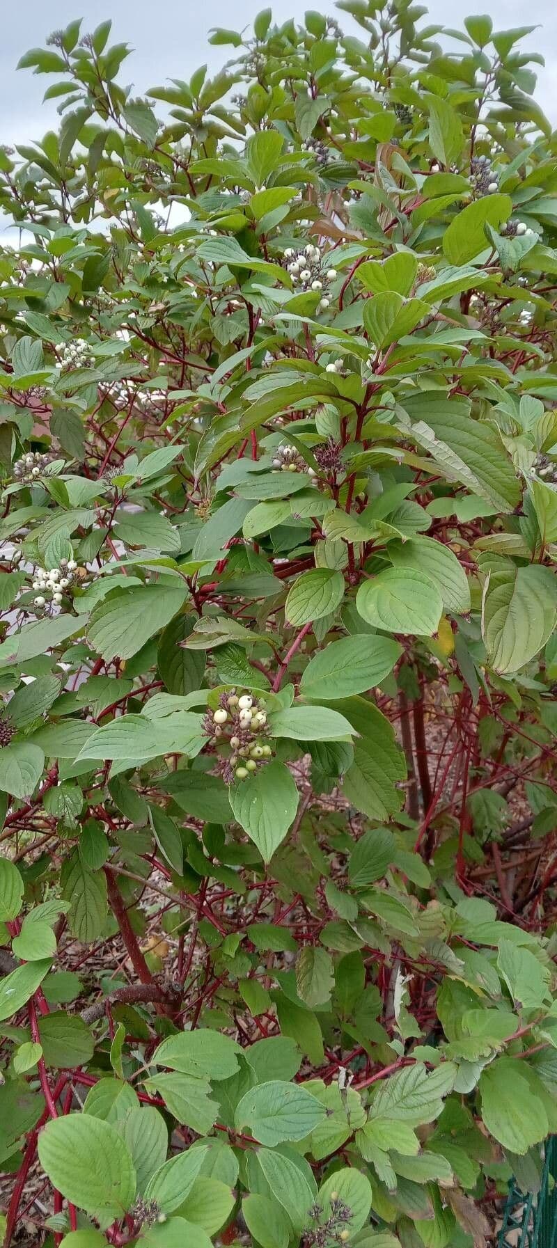 Red-osier dogwood 15
