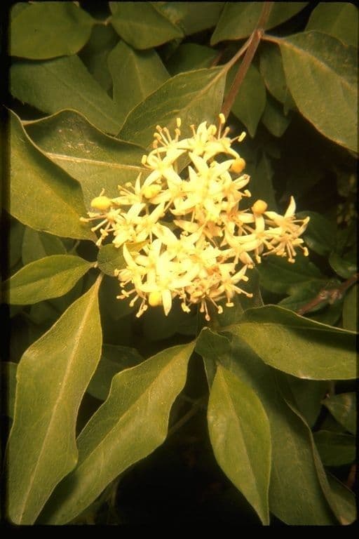 Brown dogwood 3