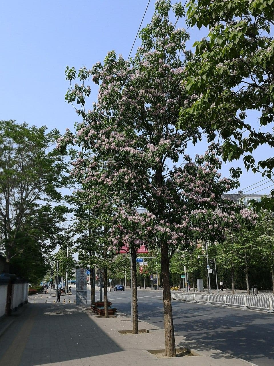 Manchurian catalpa 7