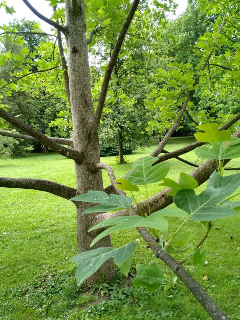 Chinese tuliptree